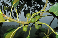 Ficus beddomei